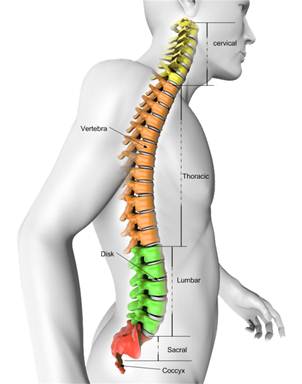 Description: Spine png-2.png